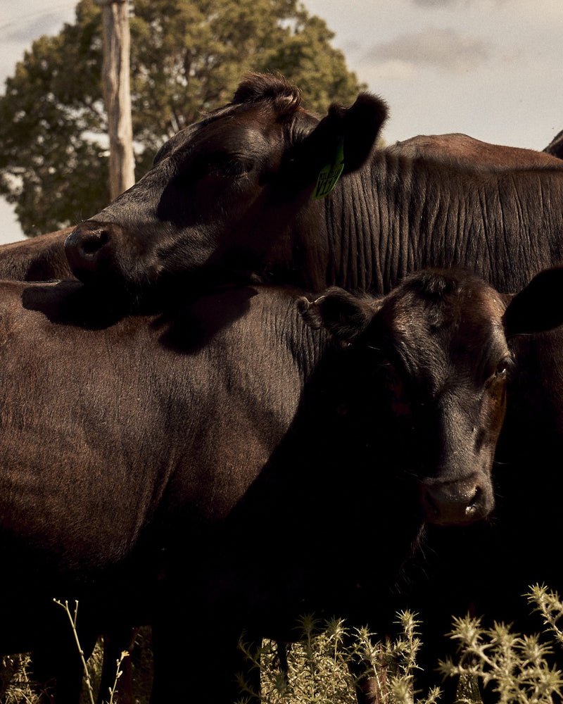 The herd