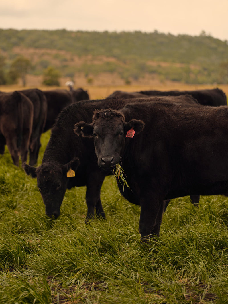 The herd