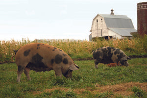 Niman Ranch Farms: A Commitment to Natural, Sustainable & Humanely Raised Meats
