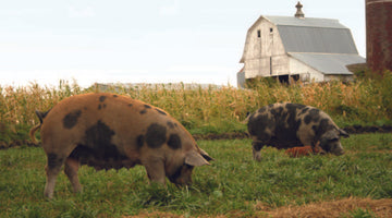 Niman Ranch Farms: A Commitment to Natural, Sustainable & Humanely Raised Meats