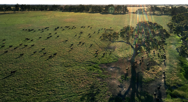 Australian Wagyu: The Ultimate Guide to Premium Beef Luxury