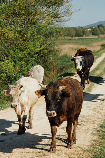 Exploring the Distinctive Types of Wagyu Beef: Full Blood, F1 Hybrid, and Purebred