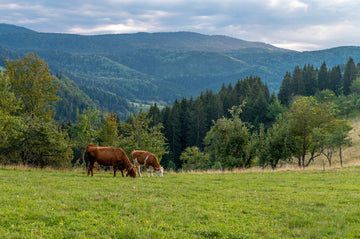 The Remarkable Health Benefits of Grass-Fed, Hormone-Free Beef: Why Standard Meat Club is Your Ultimate Source