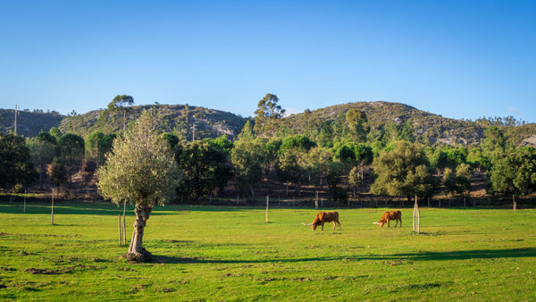 The Standard Meat Club: A Cut Above the Rest in Sustainable, Hormone-Free Proteins