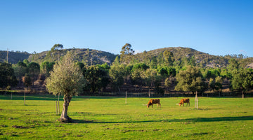 The Standard Meat Club: A Cut Above the Rest in Sustainable, Hormone-Free Proteins