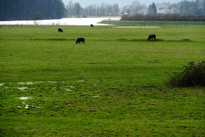 The Health Benefits of Eating Grass-Fed Beef: Why It's More Than Just a Trend