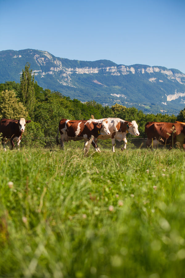 The Secret to Eating Healthier with Grass-Fed Beef from The Standard Meat Club