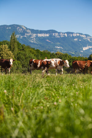 The Secret to Eating Healthier with Grass-Fed Beef from The Standard Meat Club