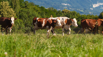 The Secret to Eating Healthier with Grass-Fed Beef from The Standard Meat Club