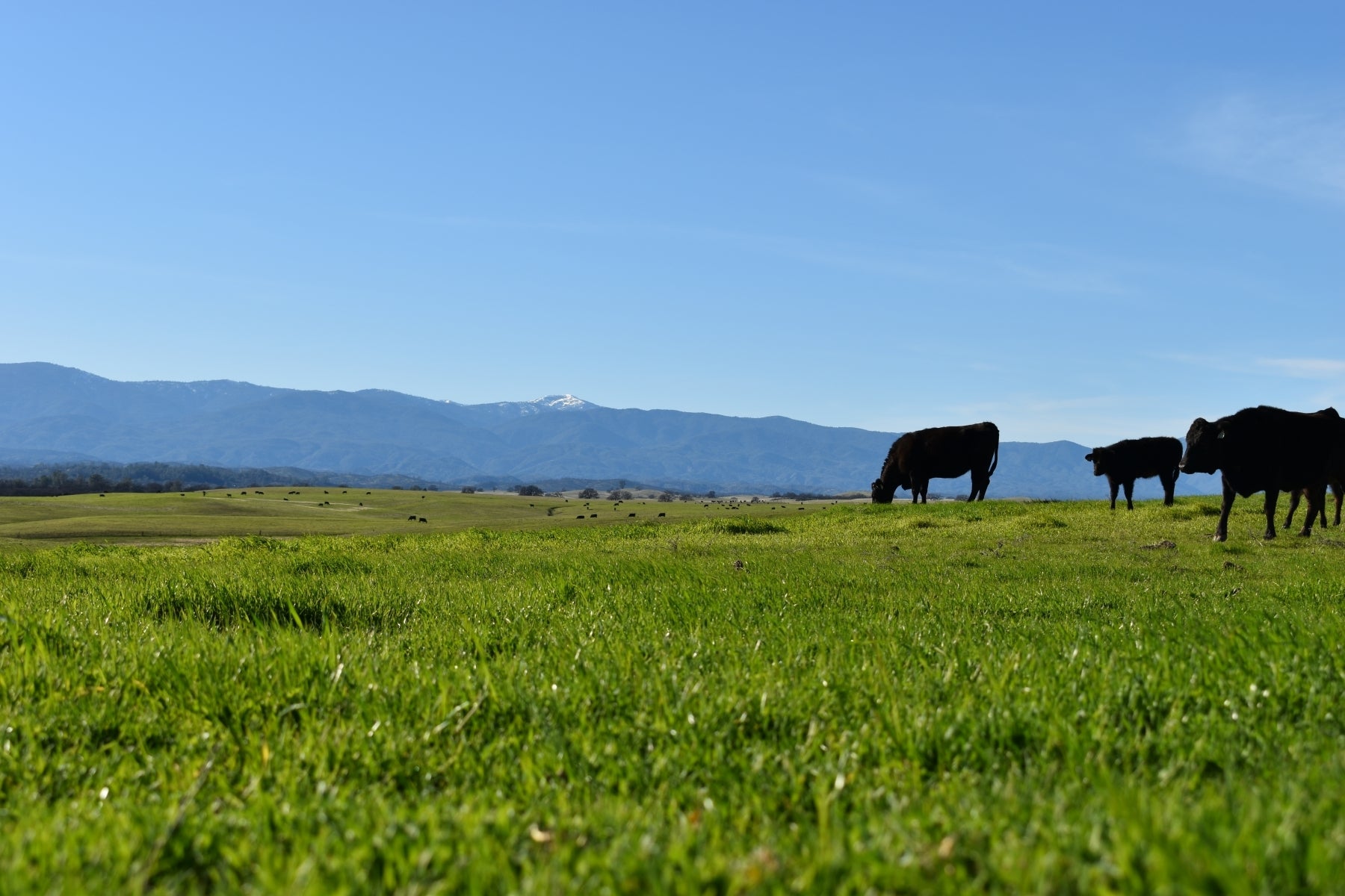 Masami Ranch – The Standard Meat Club