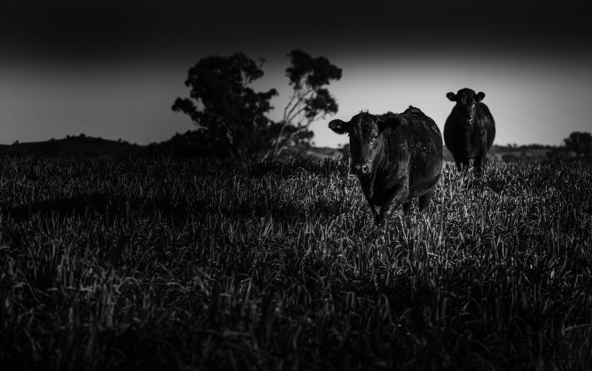 Muse Fullblood Wagyu cattle on pasture
